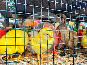 Several chicks and ducklings are put together in one place, to be bought and sold at a roadside market