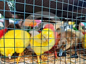 Several chicks and ducklings are put together in one place, to be bought and sold at a roadside market