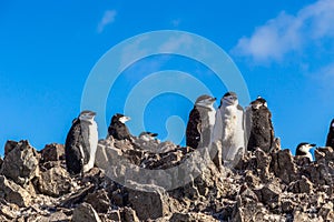 Several chinstrap penguins standing on the rocks with snow mountain in the background, Half Moon island, Antarctic peninsula