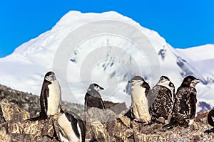 Several chinstrap penguins standing on the rocks with snow mountain in the background, Half Moon island, Antarctic peninsula