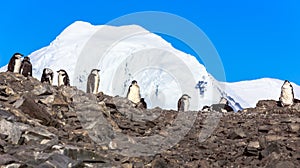 Several chinstrap penguins standing on the rocks with snow mountain in the background, Half Moon island, Antarctic peninsula