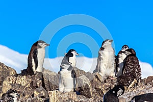 Several chinstrap penguins standing on the rocks with snow mountain in the background, Half Moon island, Antarctic peninsula