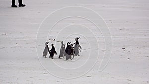 Several chinstrap penguins are walking on the grassland.