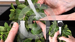 Several close-up slow motion video shots of woman washing a bunch of mint