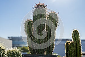 Several clumps of cereus cacti full of awkward sharp spikes with dewdrops in the early morning light