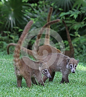 Several Coatis