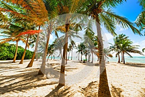 Several coconut palm trees in Bois Jolan beach in Guadeloupe