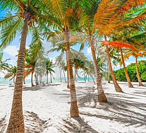 Several coconut palm trees in Bois Jolan beach in Guadeloupe