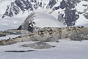 Several colonies of Adelie penguins on the Antarctic island on a