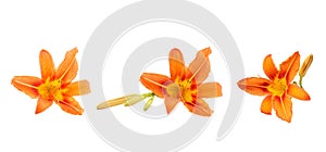Several colors of orange daylily on a white isolated background. Beautiful flowers. Decorative items