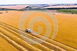 Several combines harvests wheat on the field