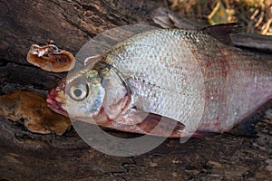 Several common bream fish on green grass. Catching freshwater fish on natural background