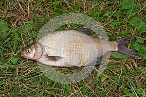Several common bream fish on green grass. Catching freshwater fish on natural background..