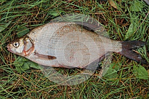 Several common bream fish on green grass. Catching freshwater fish on natural background..
