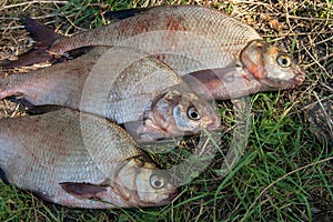 Several common bream fish on green grass. Catching freshwater fish on natural background.