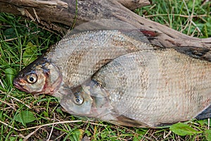 Several common bream fish on green grass. Catching freshwater fish on natural background..