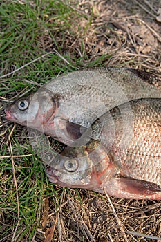 Several common bream fish on green grass. Catching freshwater fish on natural background.