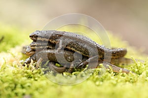 Several Common Newts, Triturus vulgaris, also known as Smooth Newt on moss in springtime. They have just emerged from hibernation. photo