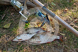 Several common roach fish on green grass. Catching freshwater fish and fishing rods with reels on green grass
