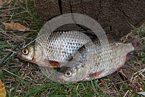 Several common roach fish on green grass. Catching freshwater fish on natural background