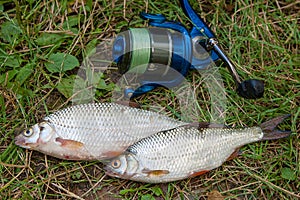 Several common roach fish on green grass. Catching freshwater fish on natural background