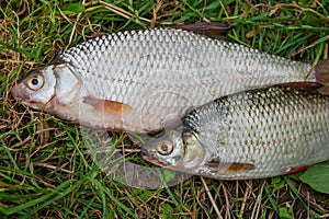 Several common roach fish on green grass. Catching freshwater fish on natural background..