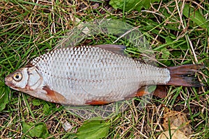 Several common roach fish on green grass. Catching freshwater fish on natural background..