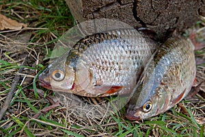 Several common roach fish on green grass. Catching freshwater fish on natural background.