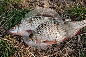 Several common roach fish on green grass. Catching freshwater fish on natural background.
