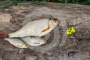 Several common rudd fish on natural background.