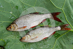 Several common rudd fish on natural background.