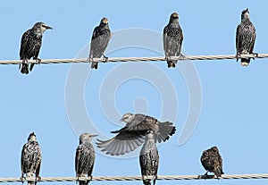 Several Common starlings on electrical wire unusual view