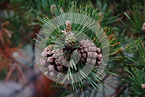 Several cones on a pine tree branch at close hand.