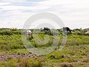 Several cows atop the hilldside on a path in the country farm la