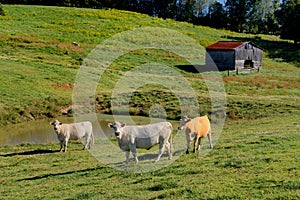 Several cows (Bos taurus) down on the farm