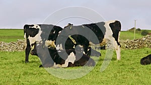 Several cows in a field, with a stone wall in the background