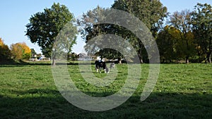 Several cows graze in a summer meadow