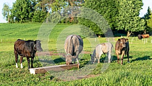 Several cows standing at the trough