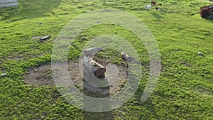 Several cows walking about old and abandoned water tank