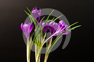 Several Crocus flowers isolated on a black background.