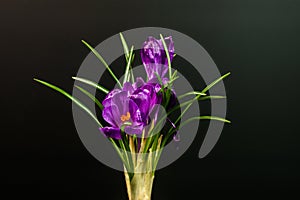Several Crocus flowers isolated on a black background.
