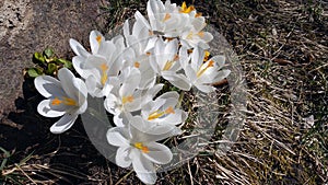 Several crocus flowers in a springtime