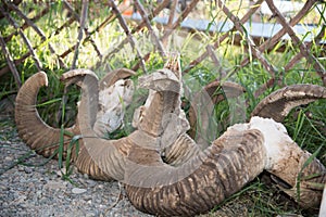 Several cropped spiral horns of sheep in Altai