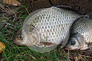 Several crucian fish  or Carassius on green grass. Catching freshwater fish on natural background