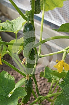 Several cucumbers are growing in hothouse