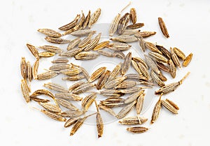 Several cumin cuminum cyminum seeds close up