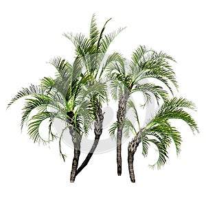 Several curved Curly Palms