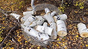 Several cut wooden pieces from Aspen tree stem