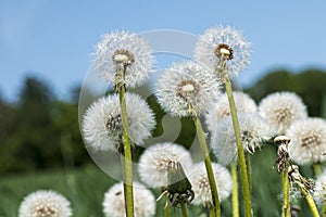 Several dandelions against blurred background with forest and blue sky