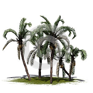 Several Date Palm trees on a green area